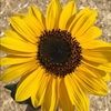cocosmom_18